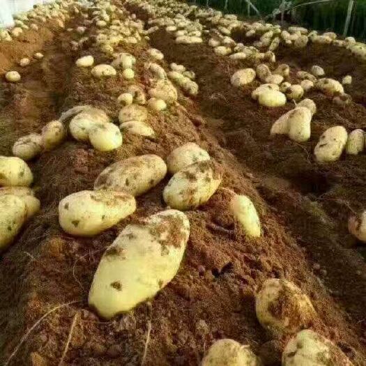 沃土5种薯  超九原种，全国4季可种，良心种子