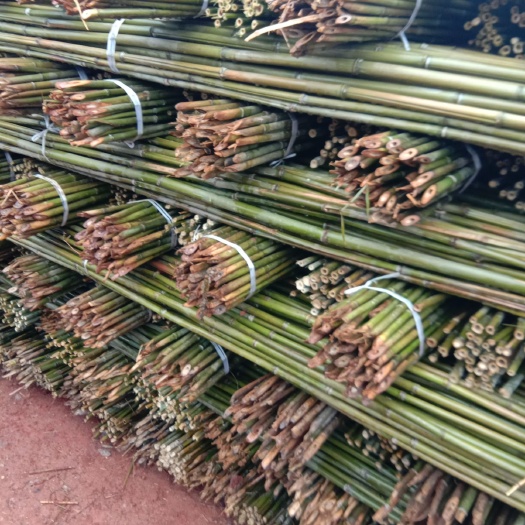 耒阳市菜架竹