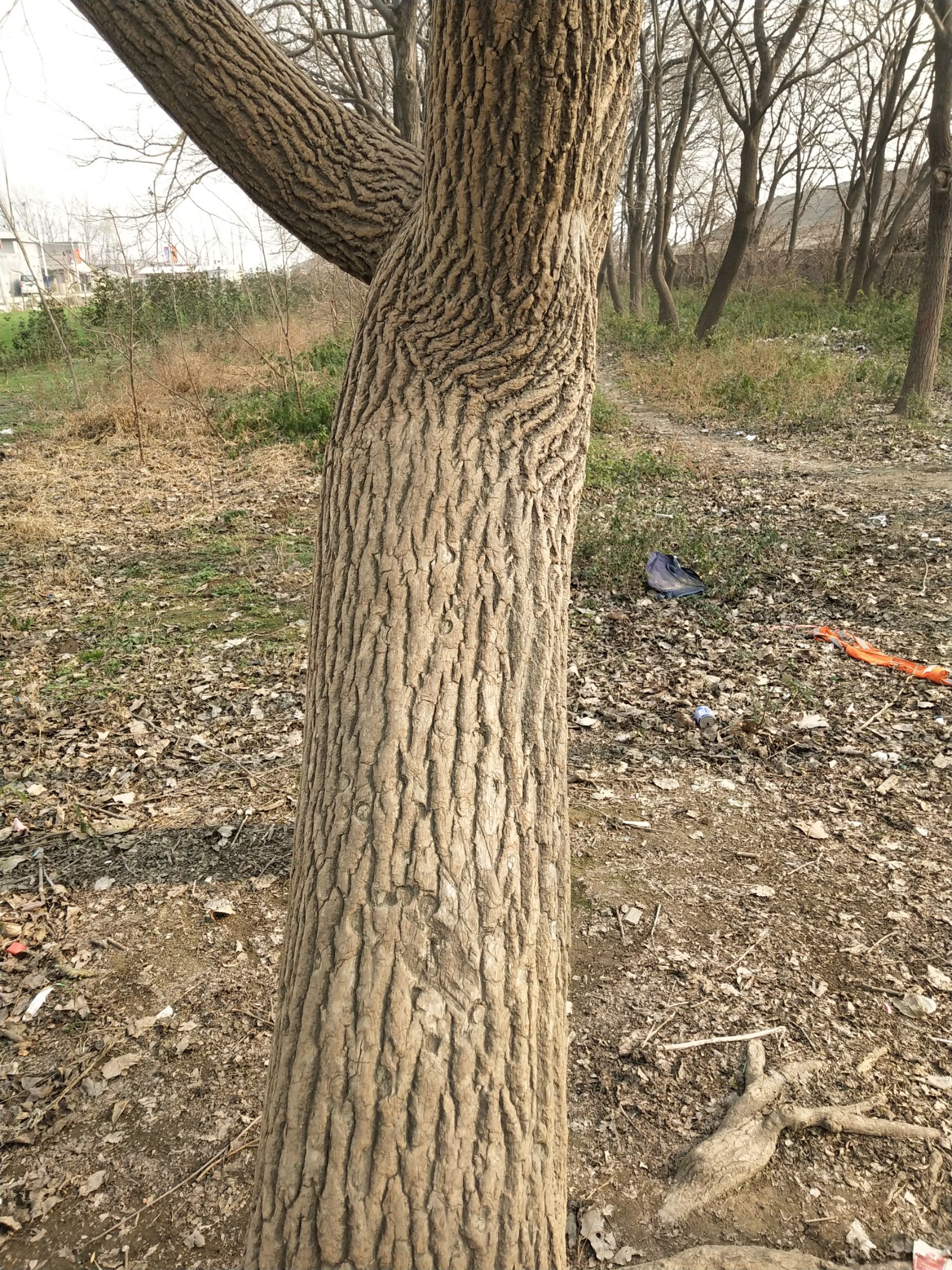 杜仲树。大树。出售出售，出售