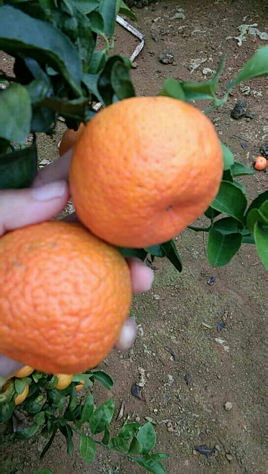 沙糖桔 6 - 6.5cm 1 - 1.5两