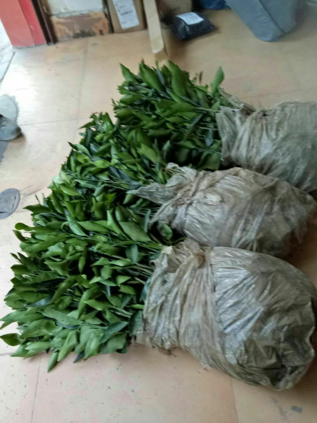 沃柑苗 香橙粘木，全国包邮，自家苗圃，质量有保障