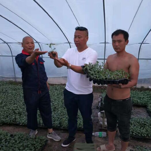 开封8424西瓜苗