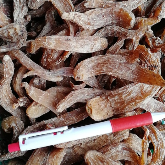 靖宇县乌天麻 
