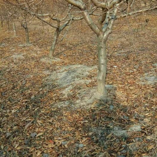 平邑县锦绣黄桃苗  锦绣黄桃，黄金蜜，大久保，中油蟠桃苗 1~1.5米