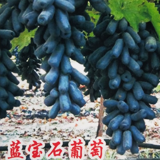 苍溪县蓝宝石葡萄苗 