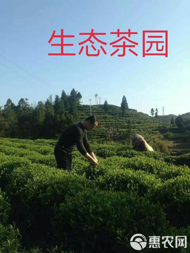 竹叶青茶 本茶产于四川省乐山市，高山生态茶，天然，自产自销，快递包邮