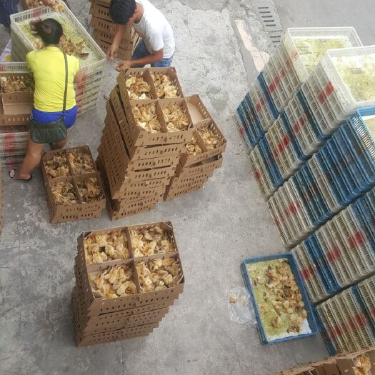 成都青脚土鸡苗