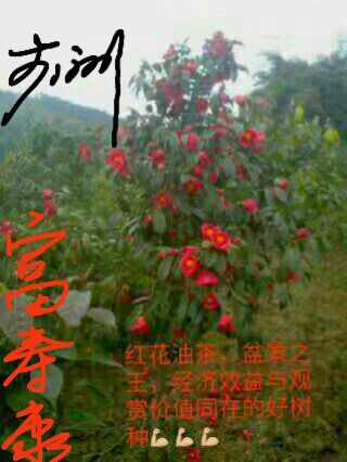 惠水县红花油茶树  大果红花油茶苗，产量高，油质好，经济效益好！