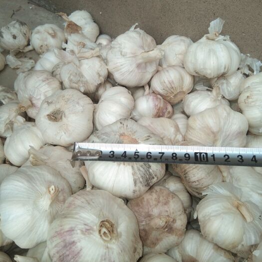 辛集市红皮大蒜 5~5.5cm 四六瓣