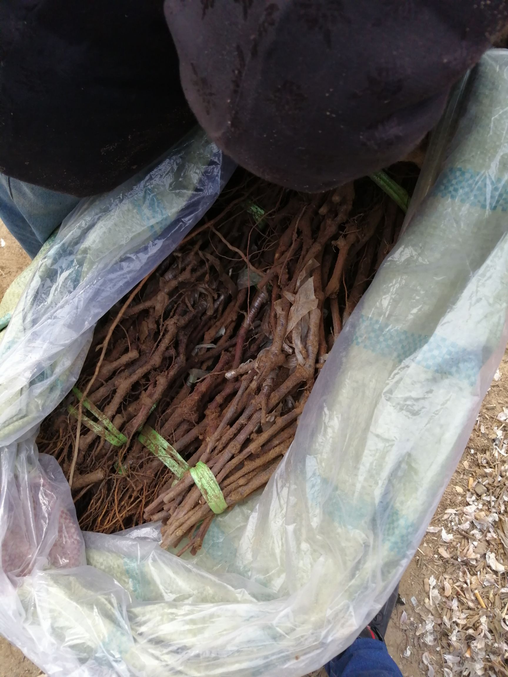 阳光玫瑰甜蜜蓝宝石夏黑葡萄苗