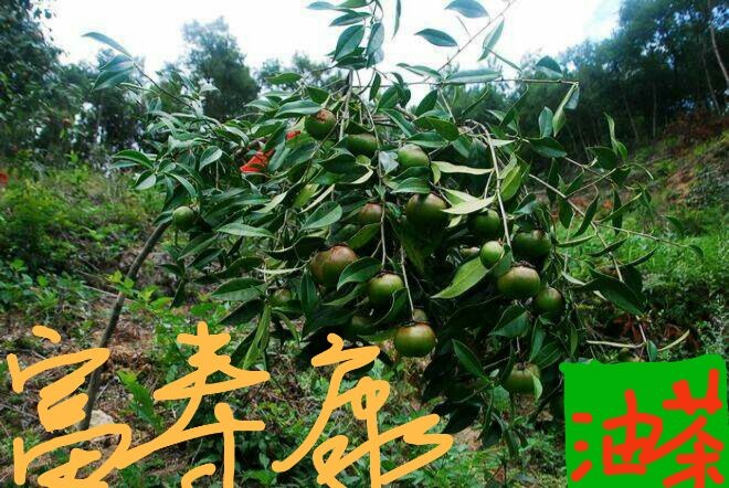 惠水县红花油茶树 大果红花油茶苗