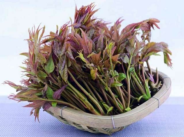 蒙山县红香椿芽 12cm以上