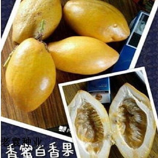 灵山县 木瓜百香果苗 百香果苗 木瓜百香果苗 零售 _批发