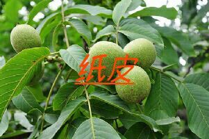 平顶山新新2号核桃苗 