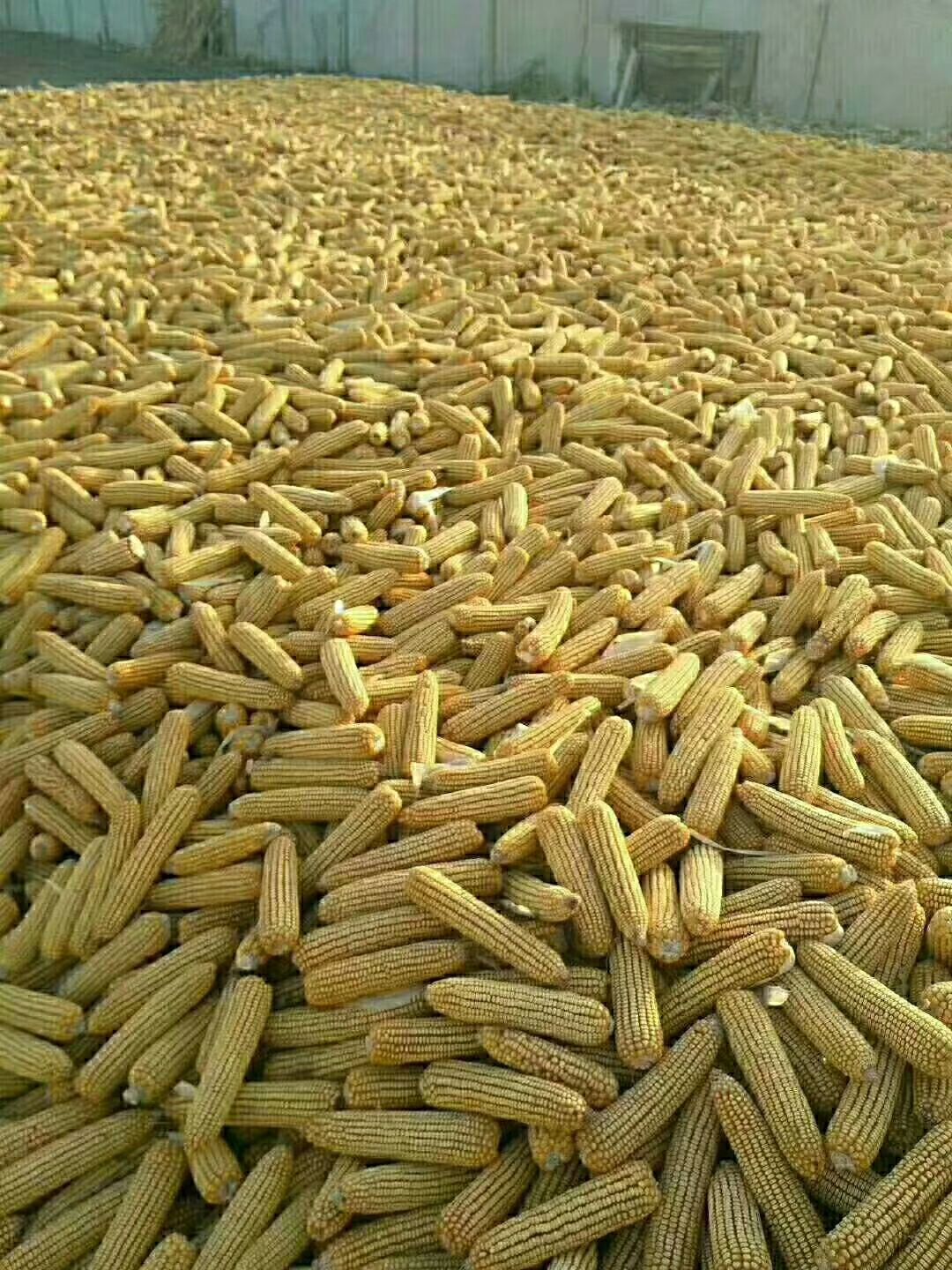 翔玉998玉米粒 净货 水份17-20%