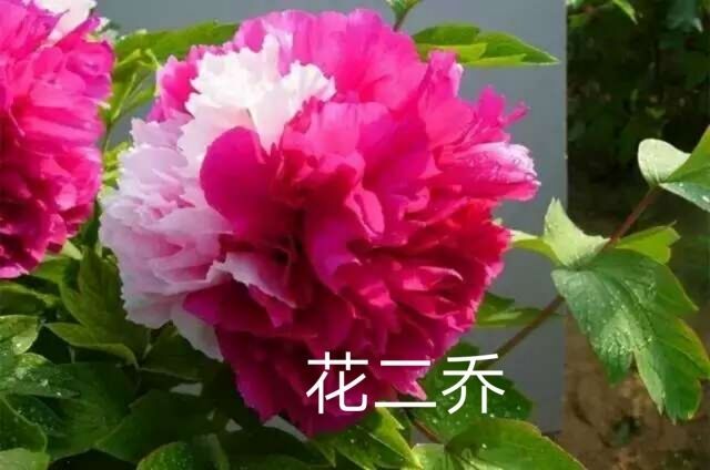 菏泽观赏牡丹 0.5~1米 2cm以下 4cm以下