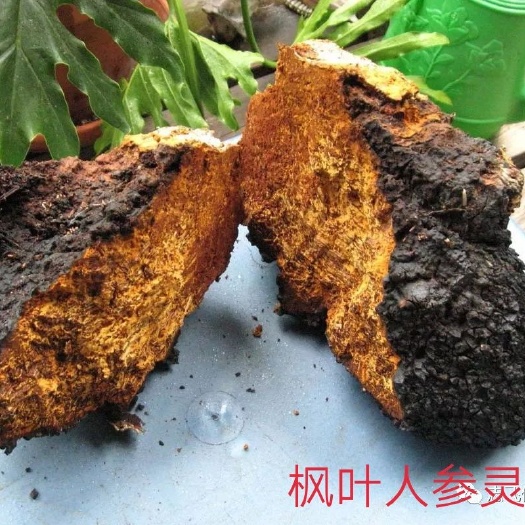 白山白桦茸 切块 罐装
