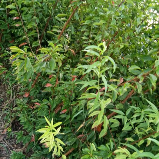 简阳市脆红李苗  青翠李