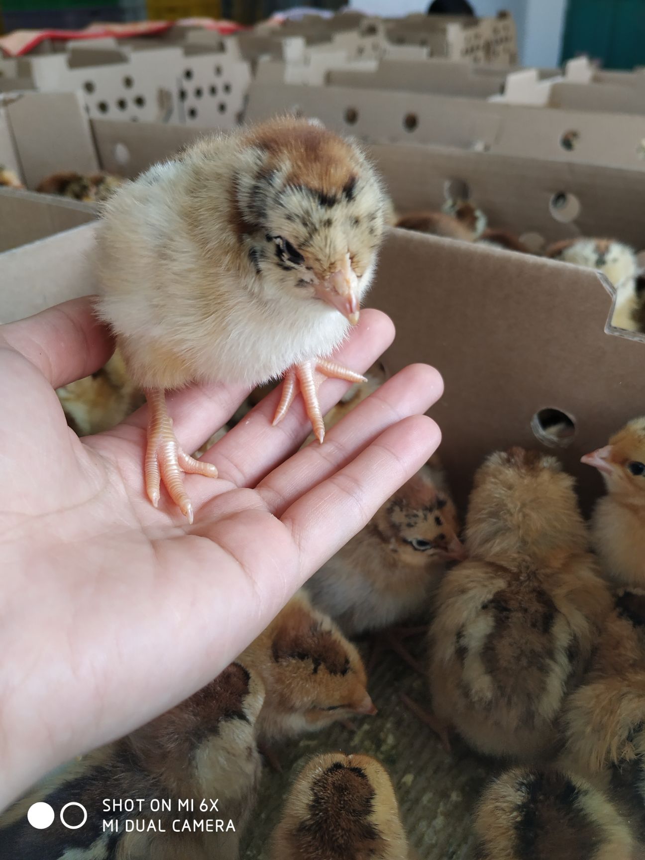 良凤花鸡苗 母