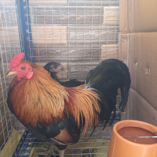 钦州 微型小香鸡，鸡苗等
