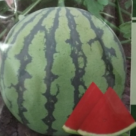 扶沟县美都西瓜苗