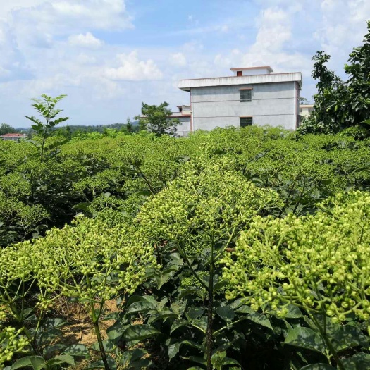 武冈市吴茱萸苗 大量供应吴茱萸枝条
