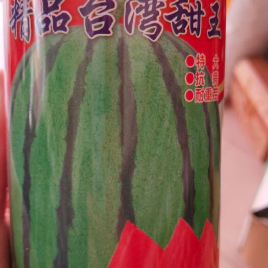 扶沟县8424西瓜苗