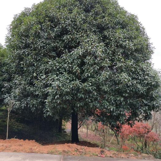宁波金桂花树苗