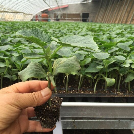 扶沟县黄瓜种苗  黄瓜，西瓜种苗