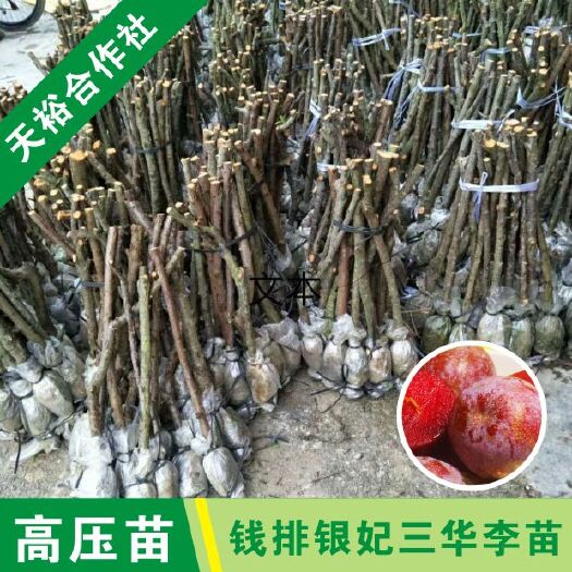 信宜市银妃三华李树苗 三华李高压苗包技苗