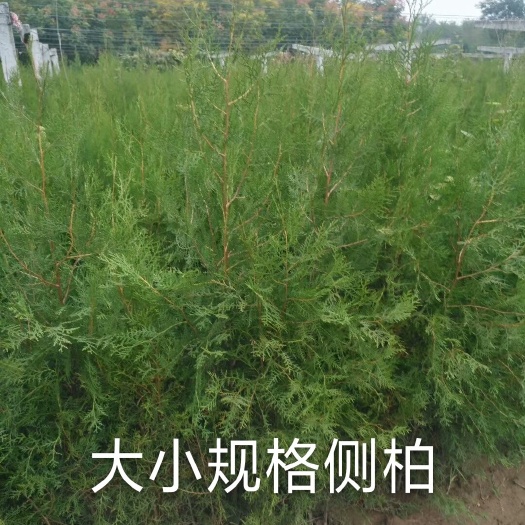 周至县侧柏苗容器苗
