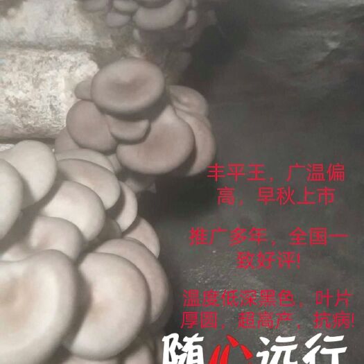 枣庄平菇菌种 超高产抗病