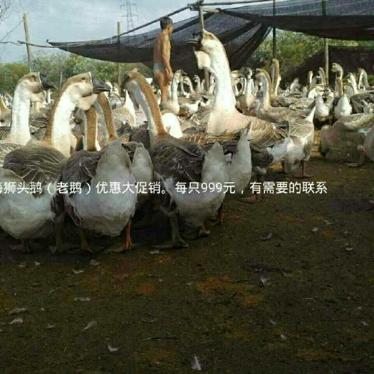 汕头狮头鹅 12斤以上 统货 全散养