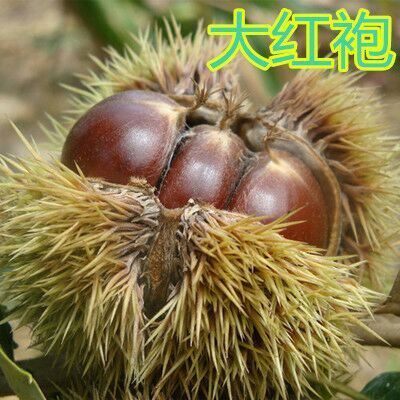 平邑县大红袍板栗苗 嫁接苗 0.5~1米
