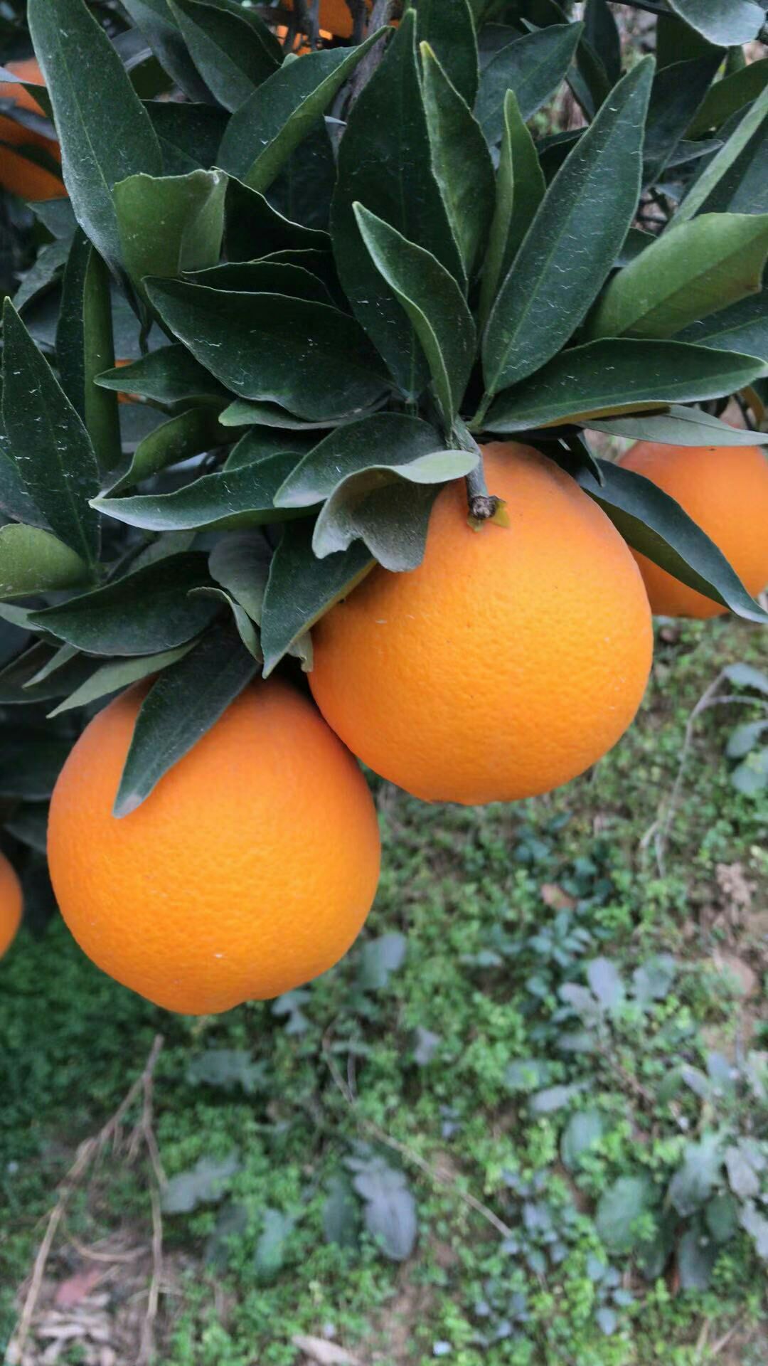 橙子65mm有多大图片图片