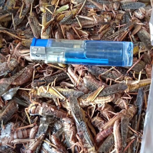 济南蚂蚱