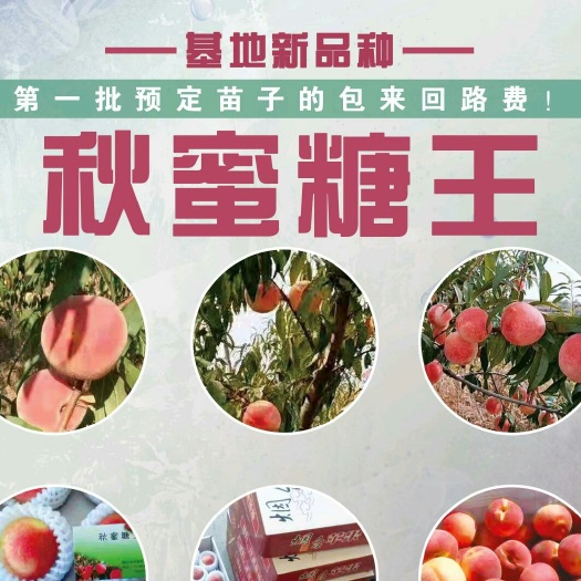 栖霞市雪桃苗  秋蜜糖王
