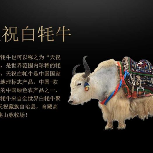 天祝县天祝白牦牛 400-600斤 统货