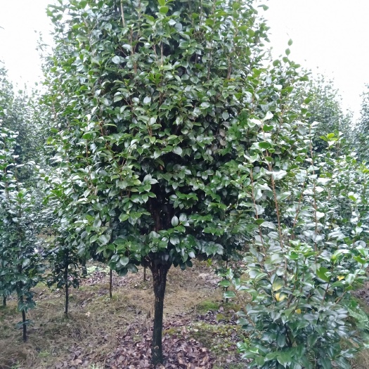 盐津县高杆茶花