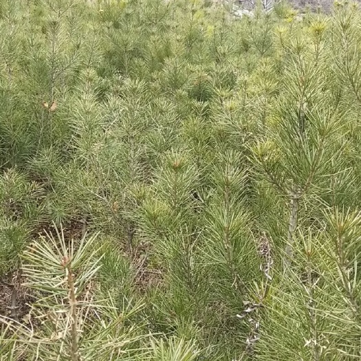 洛南县精品白皮松