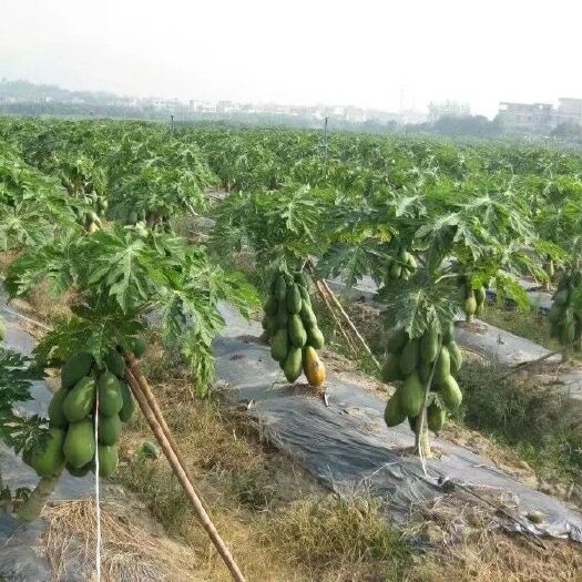 灵山县红心木瓜苗 