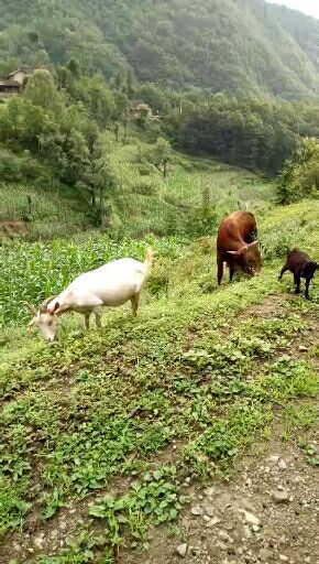  常年出售黄牛！大山放养黄牛！绿色牛肉！安全营养