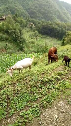 镇巴县 常年出售黄牛！大山放养黄牛！正宗绿色牛肉！安全营养