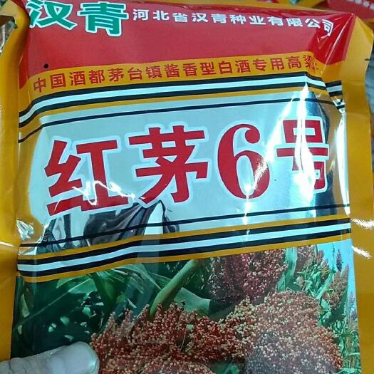 青县红茅六号高粱种子 常规种 ≥95%