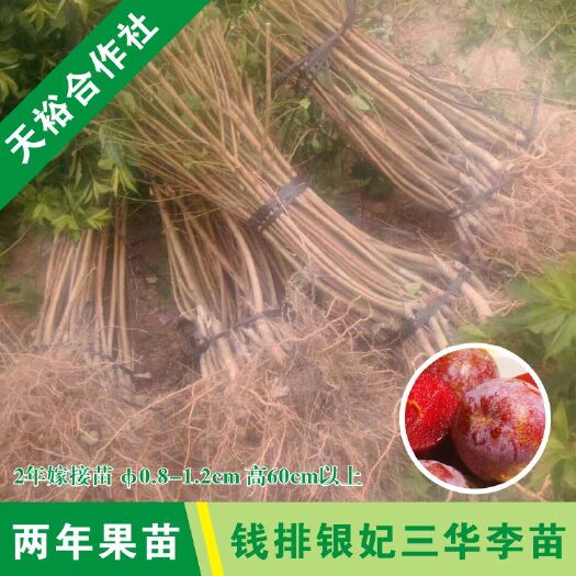 信宜市银妃三华李苗 2年苗包成活包技术