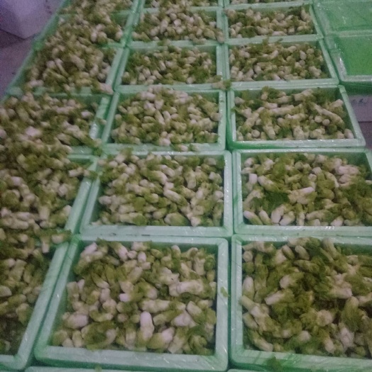 广汉市四川儿菜 0.5斤以下