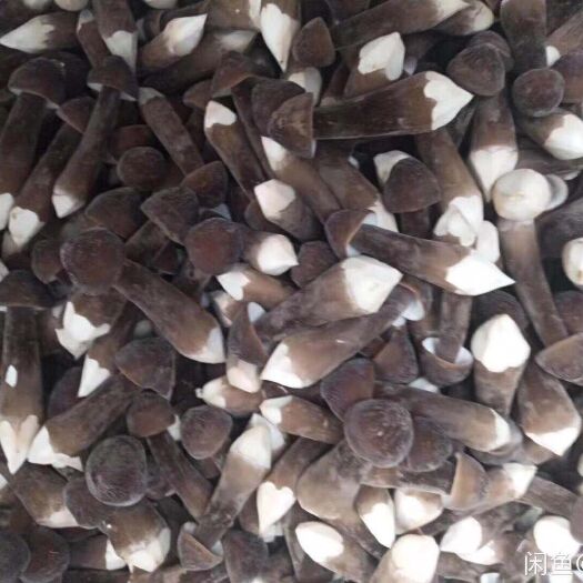 徐州鸡枞菌 鲜货 人工种植 黑皮鸡枞 6cm~9cm