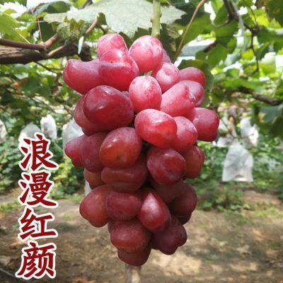 平邑县浪漫红颜葡萄苗  基地直供，品种纯正。