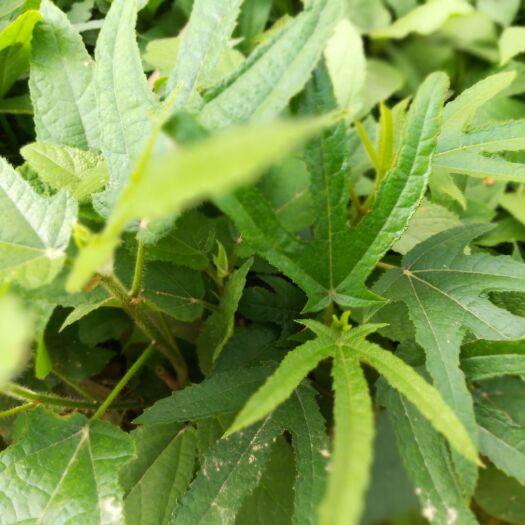 灵山县 五指毛桃苗