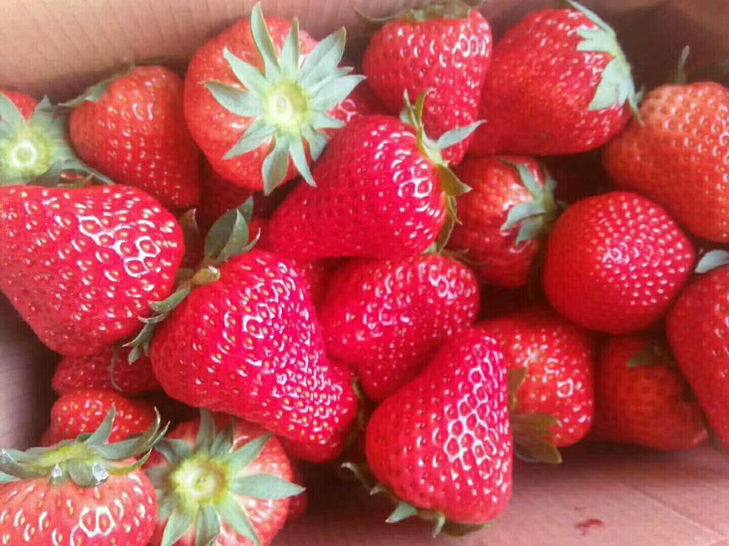 有机草莓 20克以上